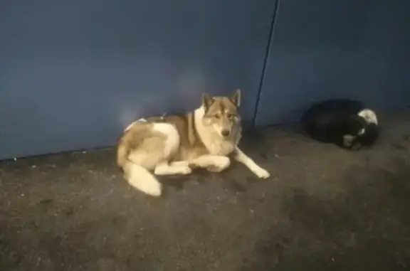 Собака найдена возле ленты в Майкопе