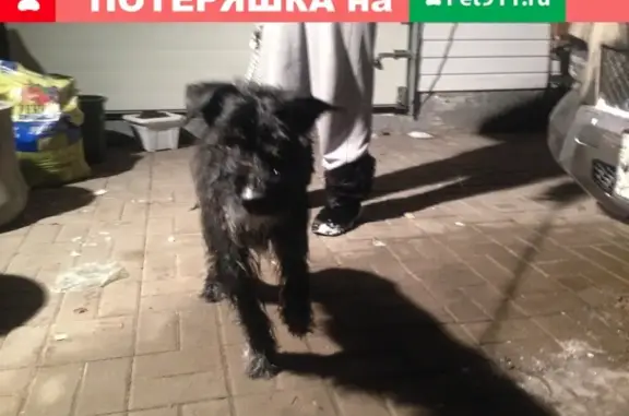 Найдена собака в районе Охта Парка, СПб