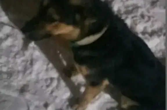 Потерянная собака в Сергиевом Посаде