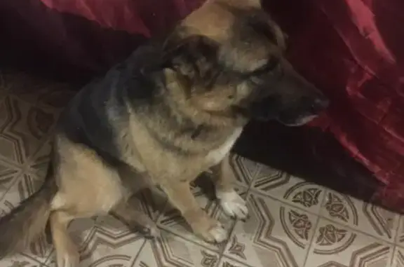 Найдена собака на Воробьевке в Сергиевом Посаде