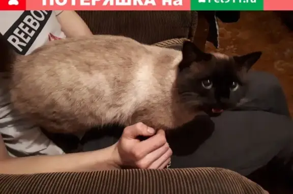 Найден сиамский кот в Первомайске, Нижегородская область