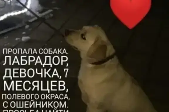 Пропала собака в Каневской, вознаграждение!