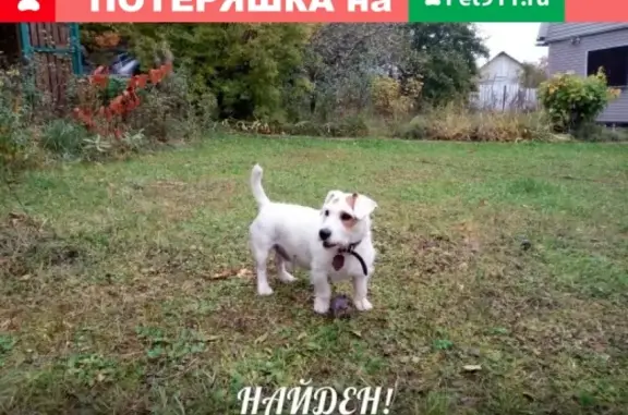 Пропала собака в Москве, Джек рассел, адрес: ОНСТ Девятское.