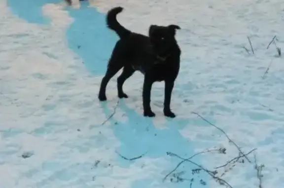 Найдена собака в Лассковском карьере (Тамбов)