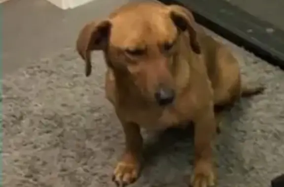 Собаки потеряшки, Арзамас, фото: Потеряшка собака на трассе Арзамас-Дивеево, найден мальчик такса-метис.