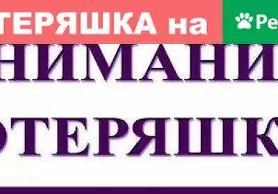 Найдена рыжая собака с ошейником в районе Мегастроя, Чита