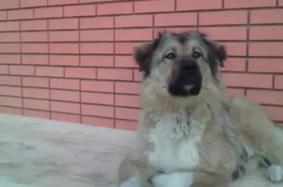 Пропала собака Герда в Киржаче, Владимирская область