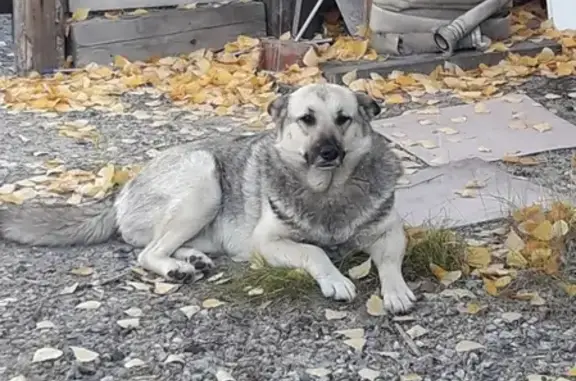 Пропала собака Белка на 6 км от дач в Когалыме