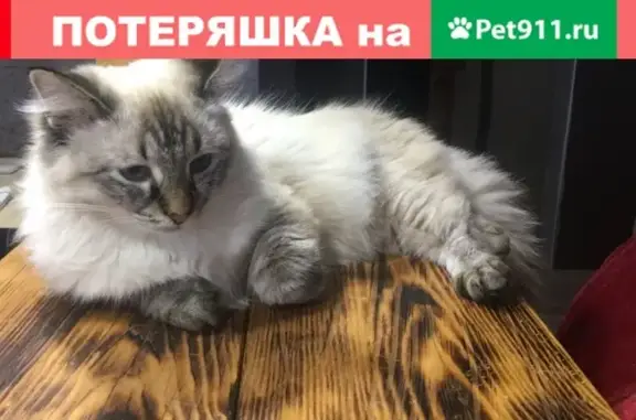 Пропала кошка в Октябрьском на улице Геофизиков 5!