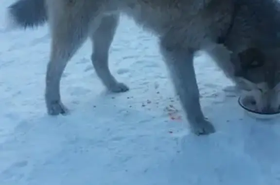 Собака без хозяина возле респ. больницы в Горно-Алтайске