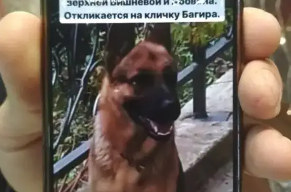 Пропала собака Багира на Верхней Вишневой, Сочи