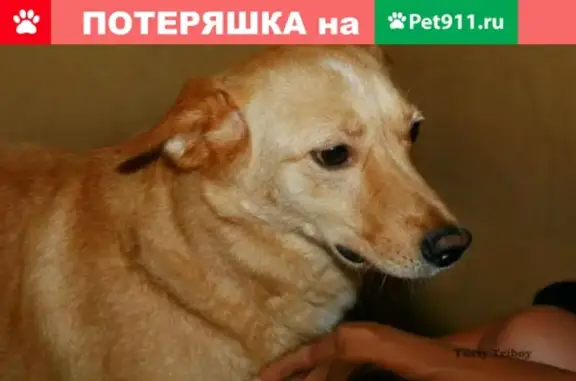Найдена рыжая собака в районе ДК Горького, ул. Б. Хмельницкого 46.