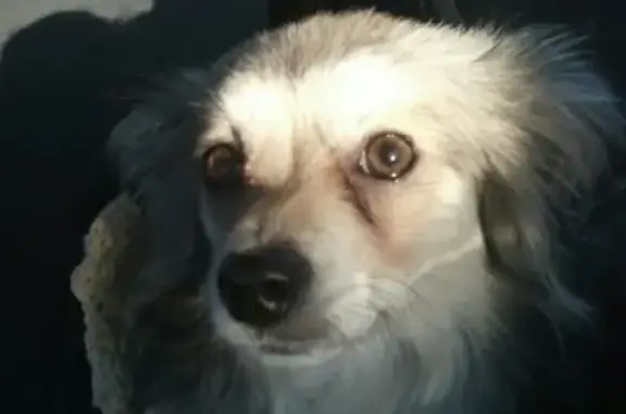 Пропала собака Буся в Рудничном районе, Красновка!