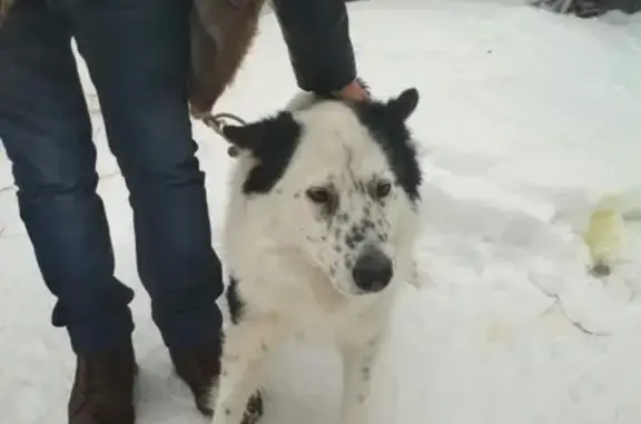 Найдена собака в деревне Коростелево