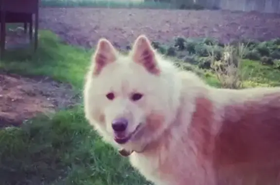 Пропала собака Берта в деревне Алексеевское и окрестностях!