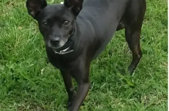 Собаки потеряшки, Калининград, фото: Потеряшка собака на улице Старшины Дадаева, Калининград