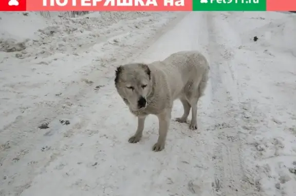 Найдена собака во Владимире, ул. Дружбы