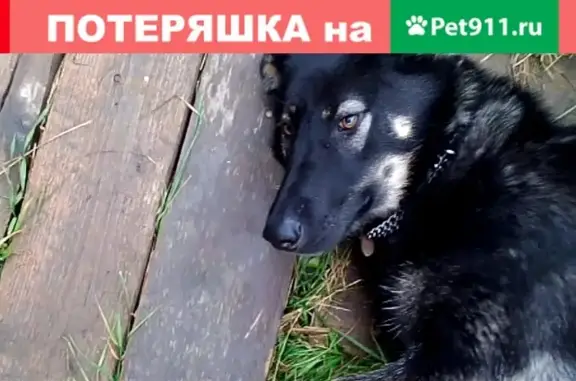 Пропала собака Альма в Грязовце, Вологодская область