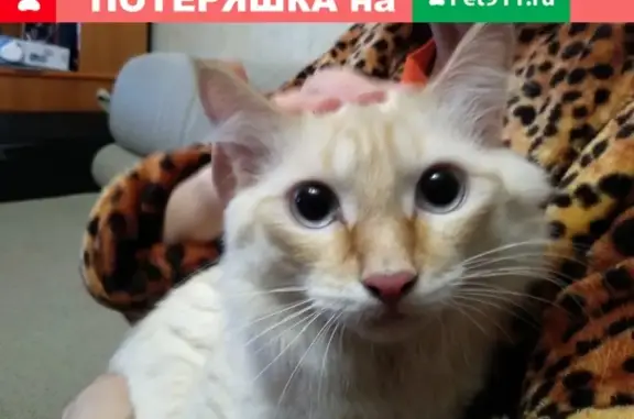 Найден кот в Нижнекамске!