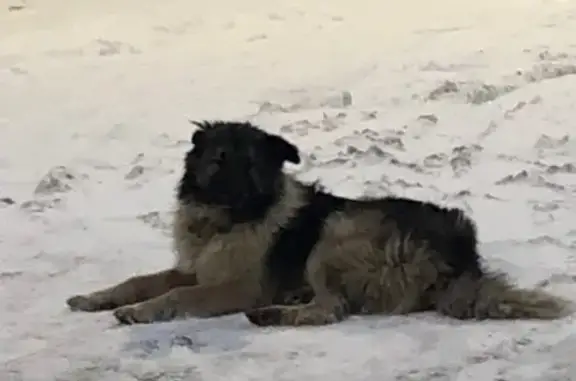 Найдена собака на Московском шоссе, СПб