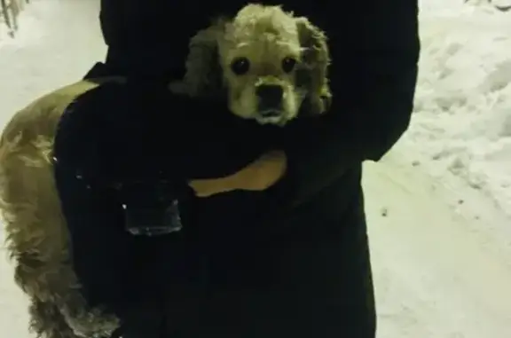 Найдена собака в Ульяновске: https://vk.com/elchik73