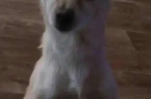 Пропала собака Чита в районе Стофато, Абакан