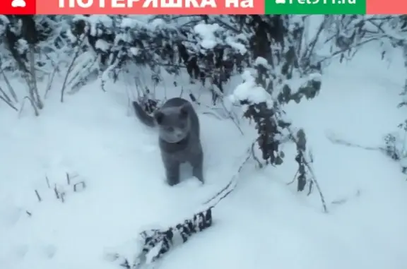 Пропала кошка на ул. Инженерной, Бежецк.