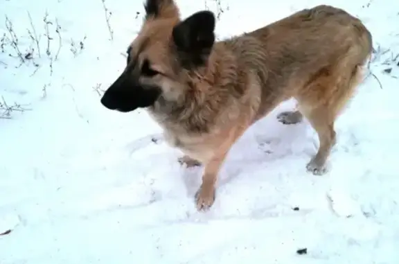 Пропала собака в Саранске, нужна помощь!