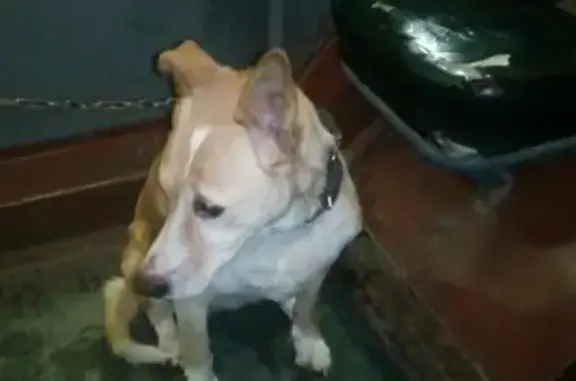 Потерявшаяся собака в Йошкар-Оле, Россия