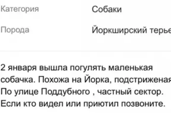 Пропала собака на ул. Поддубного, Волгоград