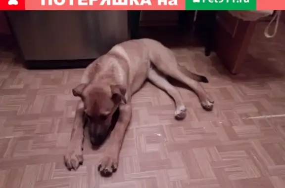 Найдена собака в Гатчине, ул. Изотова: помогите найти хозяев!