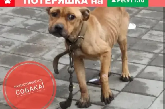Пропала собака в поселке Лорис, Краснодар - поиск продолжается!