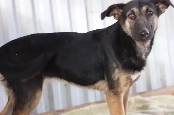 Найдена собака в Минеральных Водах, ищет дом