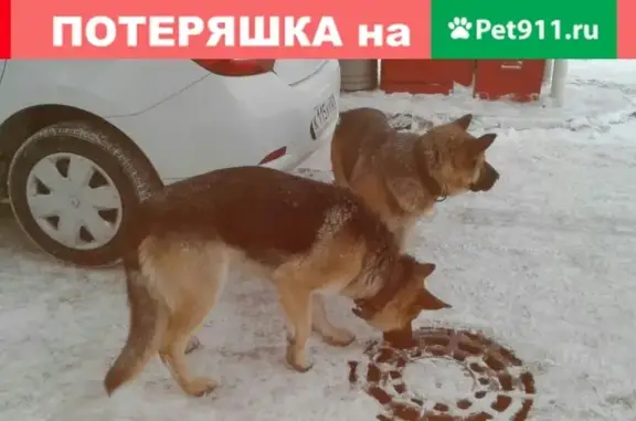 Найдена собака в Зеленогорске на АЗС Птк