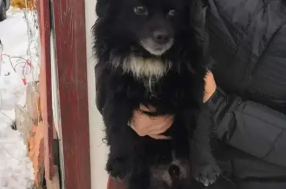 Найдена собака в Глазково, Калининский район