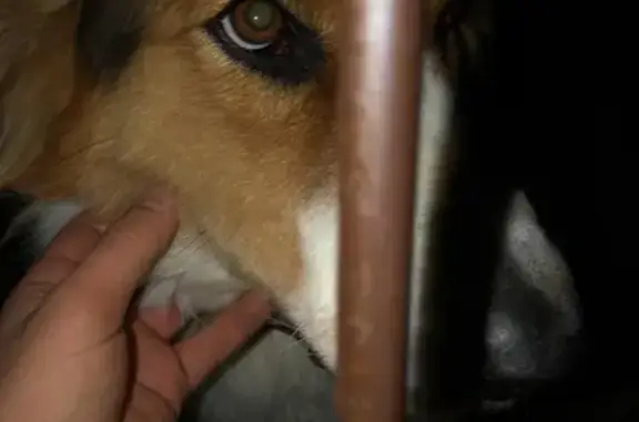 Пропала собака в Ногинском р-не, д. Горки: Бордер колли, черно-бело-рыжая девочка, 2 года.