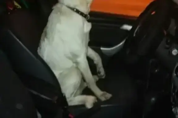 Собака Белая с коричневыми пятнами в Одинцово.