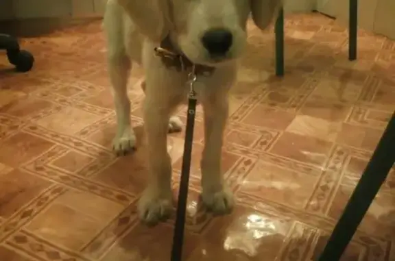 Пропала собака Бим в Омске, телефон.