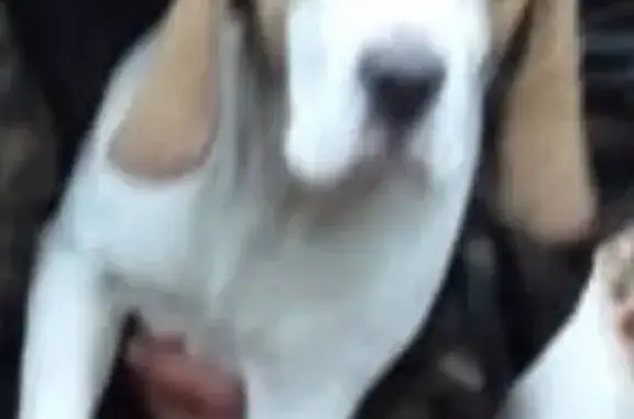 Пропала собака в Геленджике [id243432428]