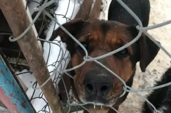 Найдена собака в Дубненском районе, ищем хозяев
