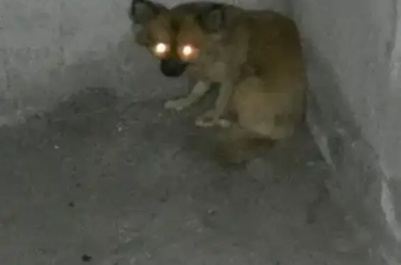 Найдена рыжая собака в Череповце