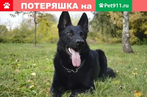 Пропала собака Цезарь в районе Бульвара Ибрагимова и Карла Маркса, Уфа