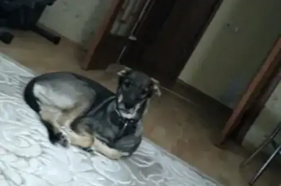 Пропала собака Лада в Нефтеюганске