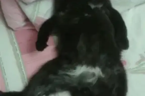 Кошки потеряшки, Кемерово, фото: Потеряшка кошка в Кемерово на проспекте Ленина 137Б