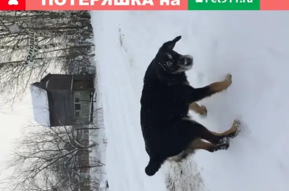 Найдена собака в Телищево, обрезанный хвост