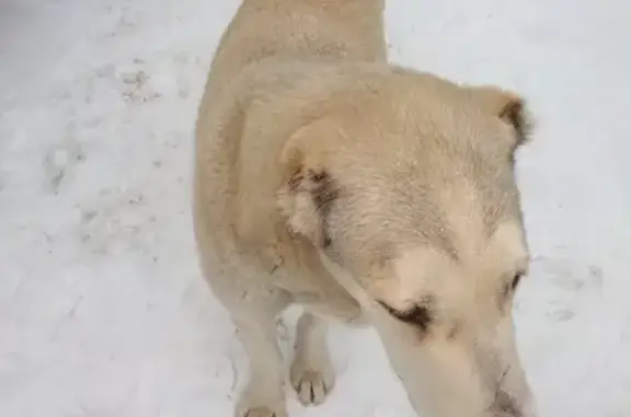 Собака Алабай девочка найдена в Подольске, МО (СНТ Берёзки-1)