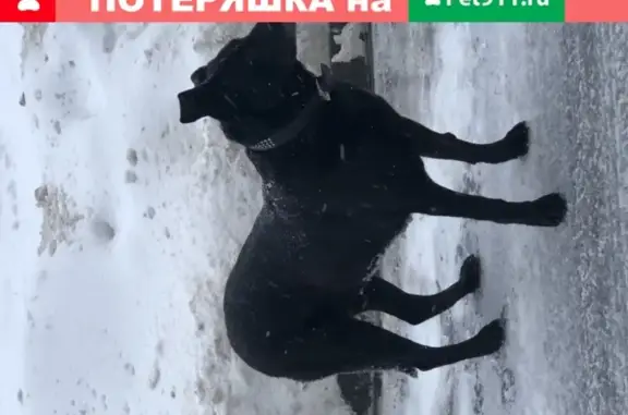 Найдена собака на ул. Юности, Лобня