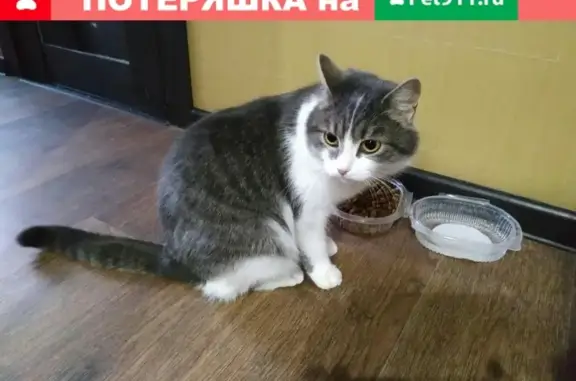Найдена кошка в Барнауле: ОК Перепост, ул. Чайковского