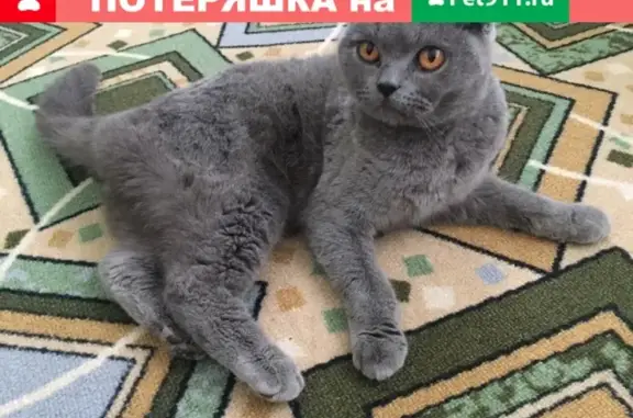 Найдена кошка в Б. Давыдово