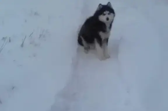 Найдена собака в Макарьево, Лысковский район